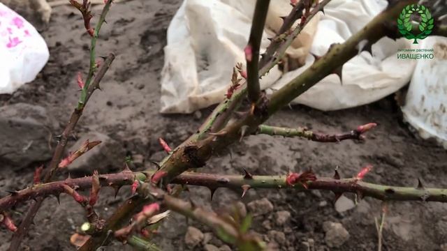 Обрезка Плетистых Роз. Как плетистую розу вести шрабом и др . Это должен знать каждый розовод! смотреть онлайн