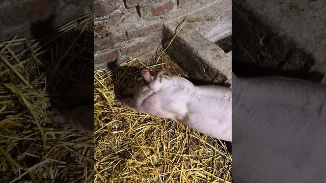Выпадение прямой кишки и матки у свинки. смотреть онлайн