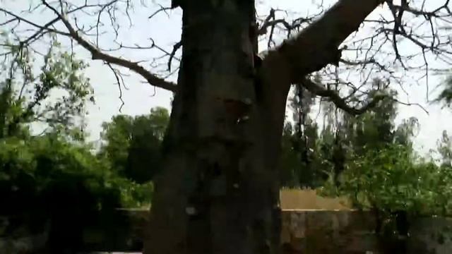 Sacred Paarijat Tree (Baobab Tree), Bachhrawan, Rae Bareli || पारिजात वृक्ष, बछरावां, राय बरेली смотреть онлайн