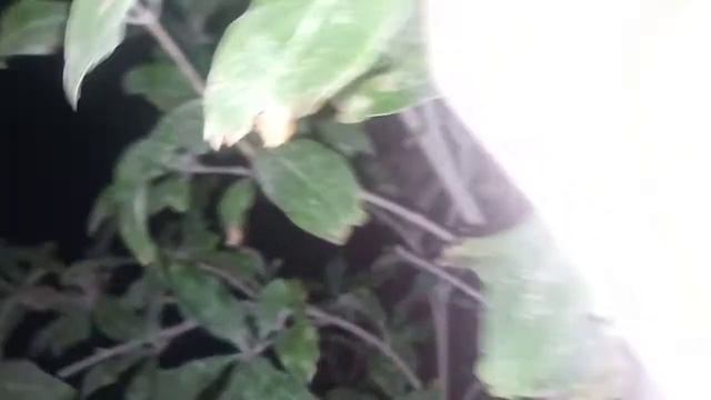 Гусеница ползает по руке