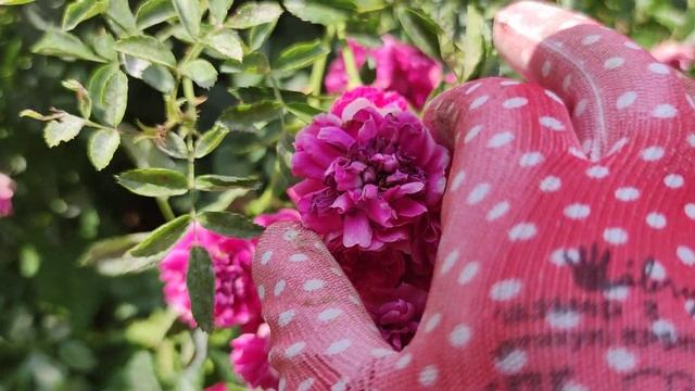 Если у вас нет такой розы, то посмотрите это видео смотреть онлайн