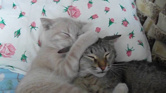 Кошки Маркиза и Муся смотреть онлайн