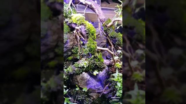 Waterfall Paludarium complete setup смотреть онлайн