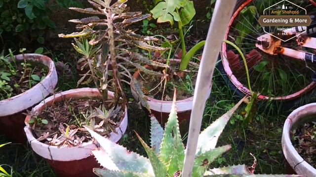 Star Aloe Vera Flowers | Aloe Saponaria | Tips & Care