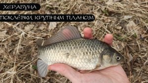 Карась. Тесто. Херабуна.