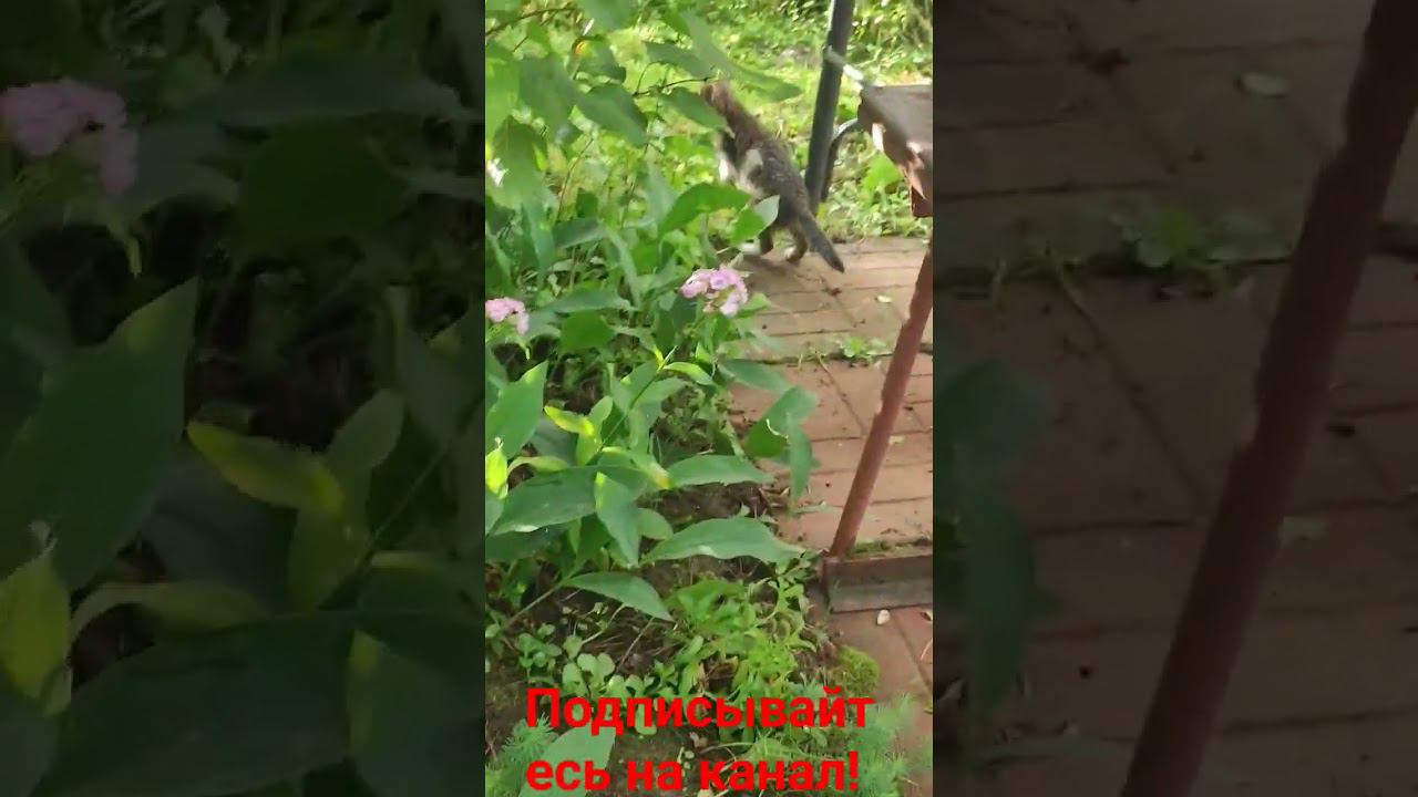 Кошачья семья! смотреть онлайн