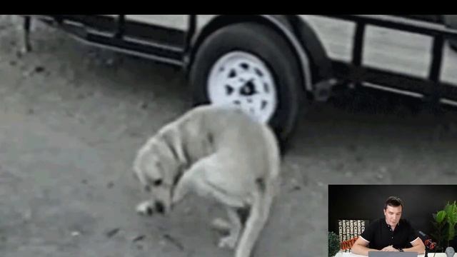 Крокодилы развития Digital Агентства смотреть онлайн