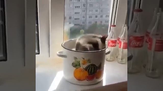 У вас там это... суп с котом выкипает ???