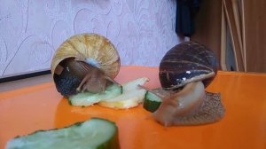 Домашние улитки ахатины Achatina snails Улитка ахатина видео Африканская улитка Самые большие улитк