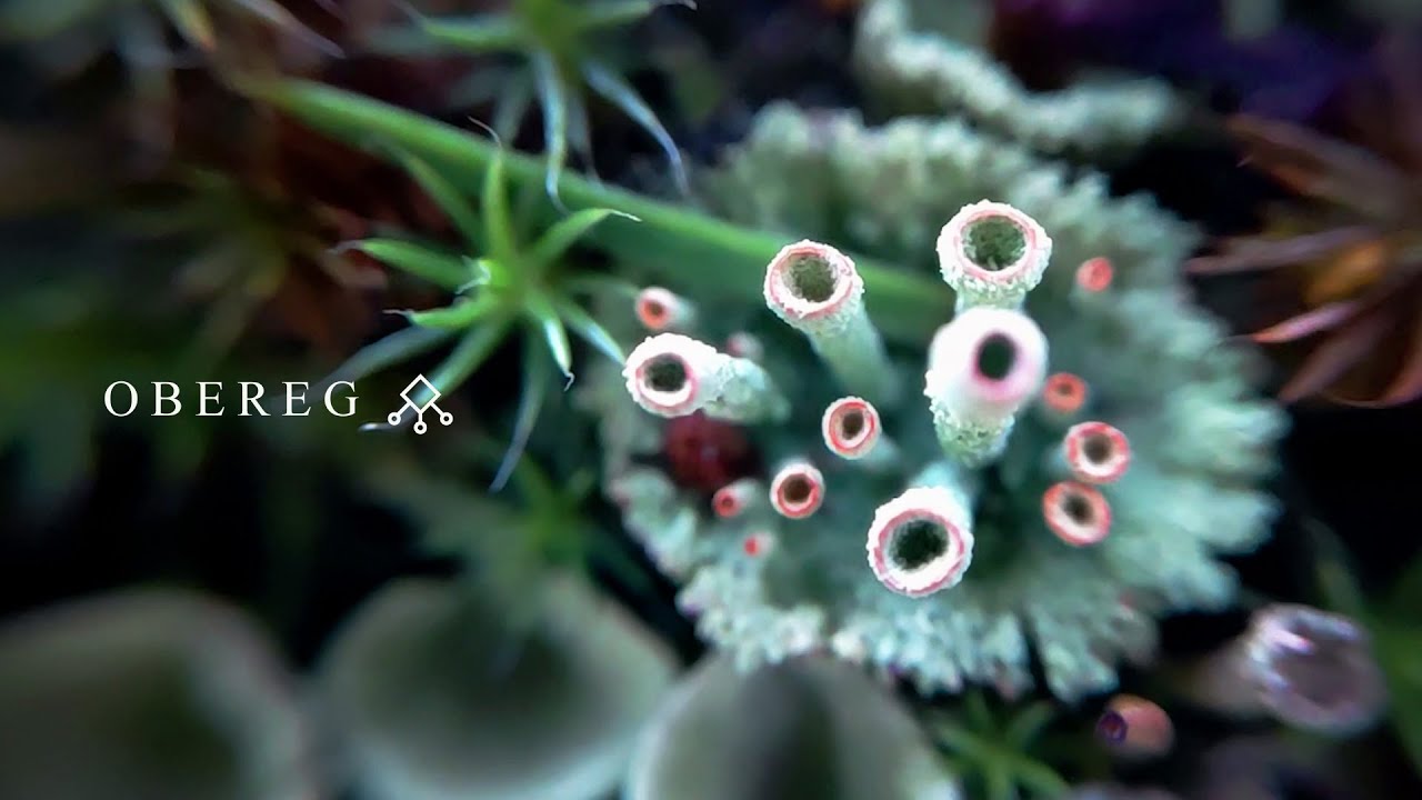 THEODOR BASTARD - Оберег (Official Video)