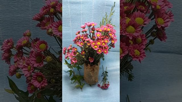 Хризантема кустовая Santini Madiba Tanga смотреть онлайн