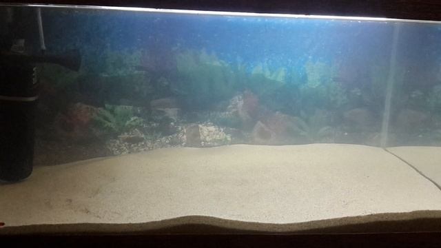 Запуск аквариума на речном песке. смотреть онлайн