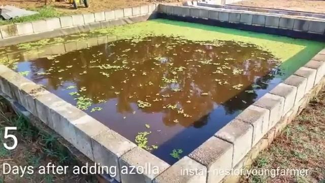 Fast azolla growth in 9 days. смотреть онлайн