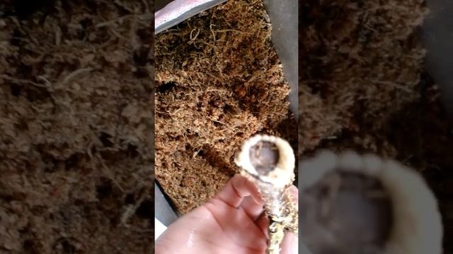 Окоронение черенков грецкого ореха 1 смотреть онлайн