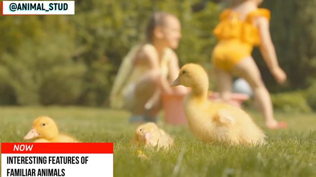 INTERESTING FEATURES OF FAMILIAR ANIMALS / Интересные черты знакомых животных смотреть онлайн
