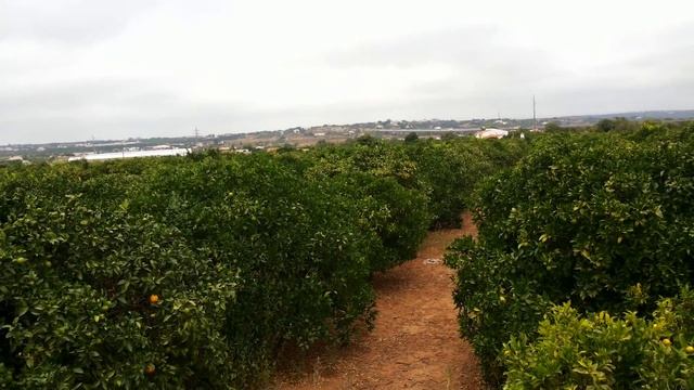 португалия. как растут апельсины смотреть онлайн