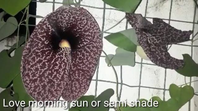 Aristolochia grandiflora, the pelican flower, Duck Flower смотреть онлайн