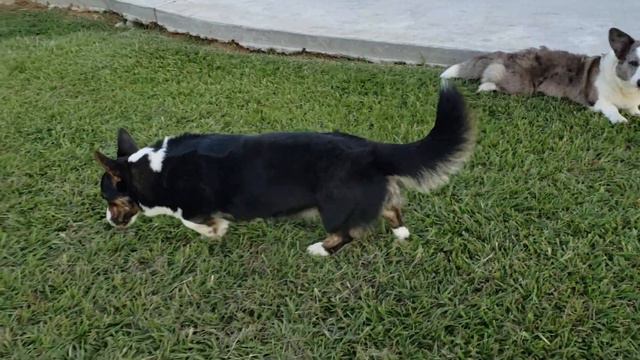 Wyndower Cardigan Welsh Corgis Playtime At Home смотреть онлайн
