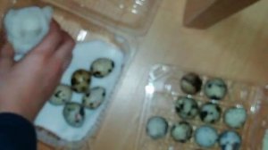 Эксперимент. Вылупяться ли цыплята на батарее.