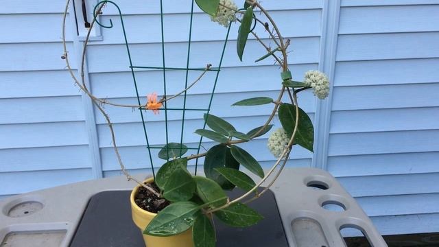 A Visit With Hoya Sp.  EPC 610 Aff.  Acuta