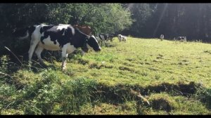 ПЬЯНАЯ ТЕЩА УДИВИЛА ЗЯТЯ...