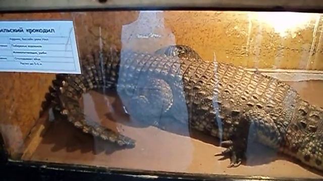 Обезьяна жрёт сигареты смотреть онлайн