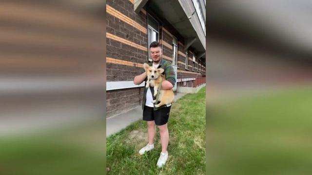 Полицейские вернули жителю Мурино корги, которого почти месяц назад украл пьяный мужчина смотреть онлайн