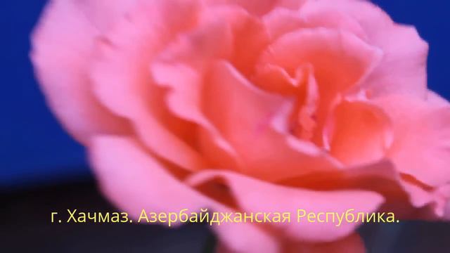 Tatar Cinema International ПЕСНИ У ЦВЕТОВ РАЗНЫЕ... смотреть онлайн