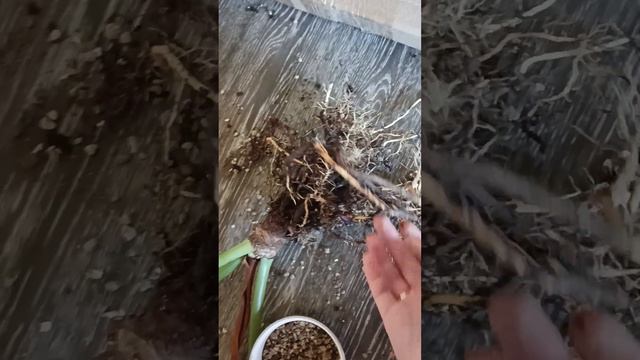 пересадка филодендрон село в лечузу пон смотреть онлайн