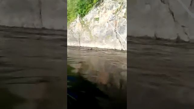 Дикий МЕДВЕДЬ тонет в бурной реке 🐶 РЫБАК подбадривает КОСОЛАПОГО ,спеша на помощь🔥 смотреть онлайн