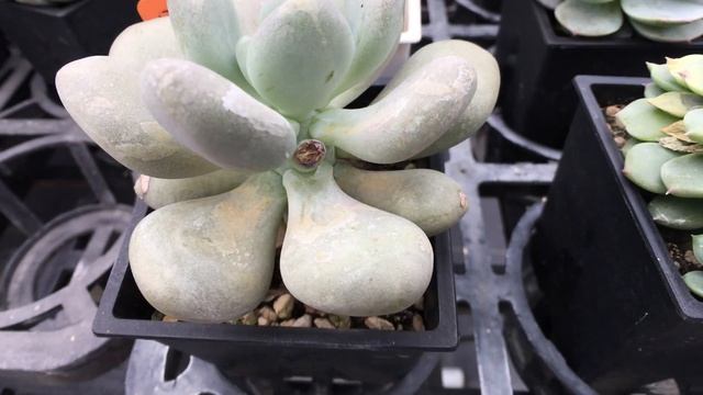 Pachyphytum oviferum 'Elaine' 多肉植物圖鑑 月美人 смотреть онлайн