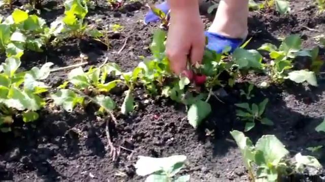 Редиска + свекла смотреть онлайн