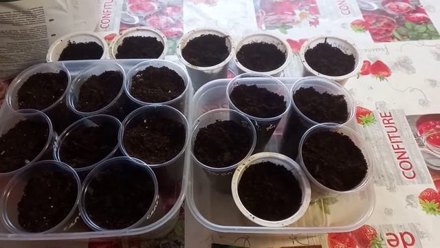 Базилик и сельдерей на рассаду смотреть онлайн