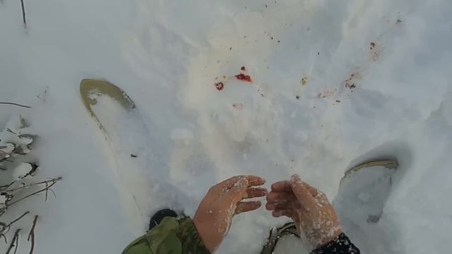 Охота на зайца с ТОЗ- 120.