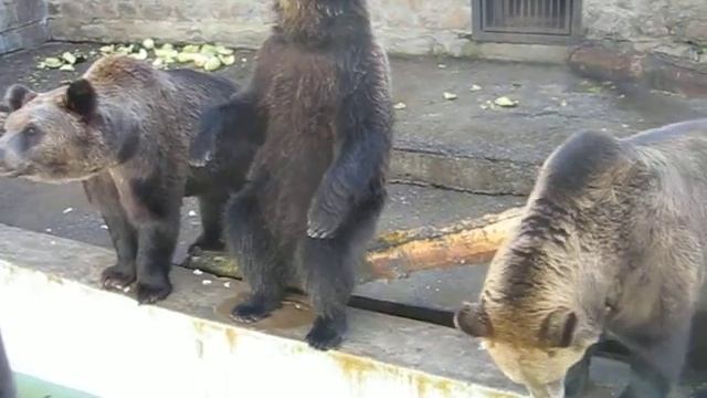 Медведь стоит на задних лапах ловит сладости смотреть онлайн