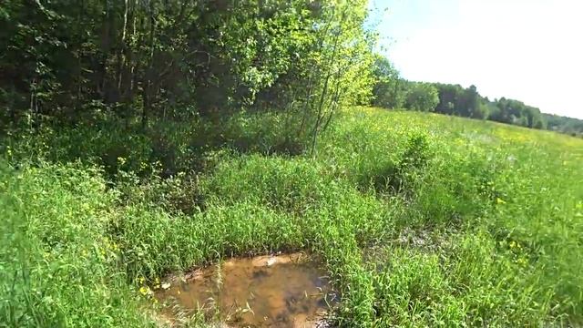 В лес 9 июня. Жара. (1 часть). Пермь. 2020. смотреть онлайн