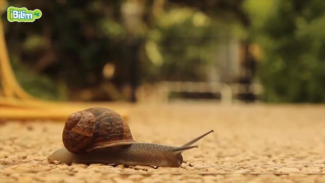 Какие бывают животные? смотреть онлайн