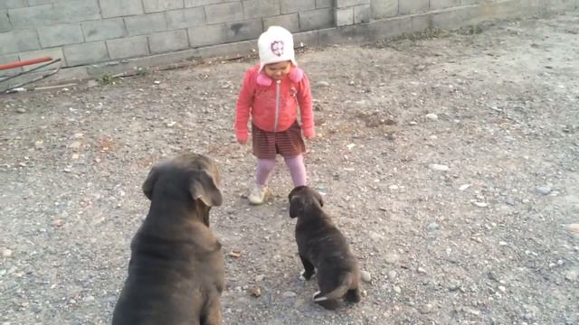 МАСТИНО и дети смотреть онлайн