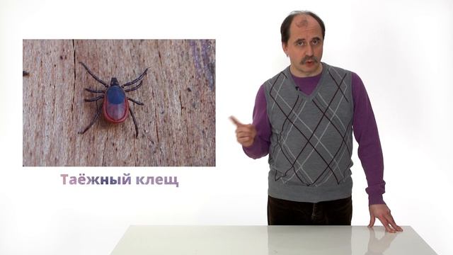 24.2. Чем опасны животные для человека смотреть онлайн