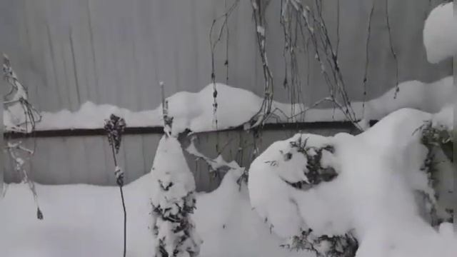 369.#Тихая зимняя ночь и зимнее утро в моём саду❄❄❄❄❄❄❄❄❄❄ смотреть онлайн