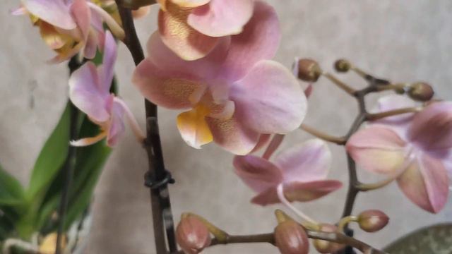 Похвастушки! Новиные орхидеи с крайнего завоза.. 😊 смотреть онлайн