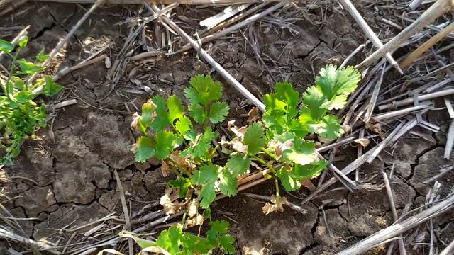 Кориандр, работа гезагарда.14.06.20. смотреть онлайн