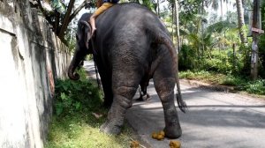 Слон какает. Зачем местные это делают?