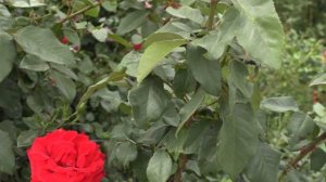 роза красный конь, начало цветения. питомник роз полины козловой, rozarium.biz, rose Park red horse