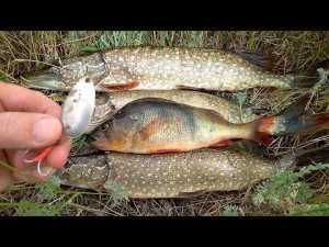 Щука на вертушку Mepps Aglia TW. Лучшая блесна для ловли щуки.