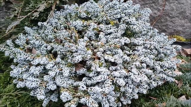 Dziwolągi w ogrodzie - Abies koreana Kohouts Icebreaker смотреть онлайн