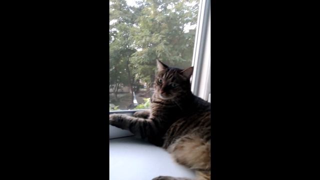 Жорик разбудил ни свет, ни заря ))) Все гуляем ))) смотреть онлайн