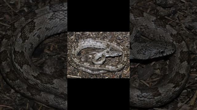 Gray Ratsnake and Carpet Python смотреть онлайн