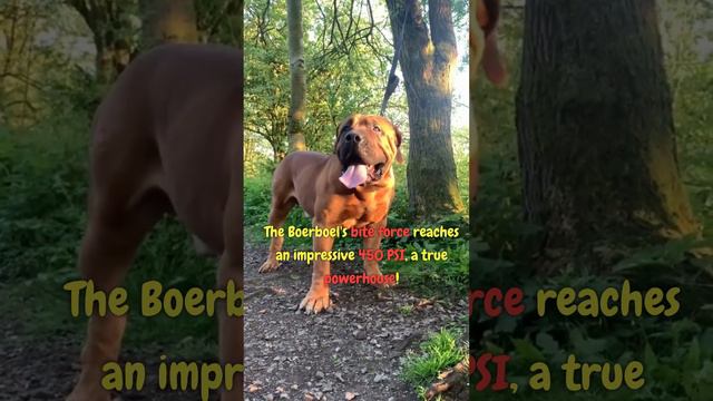 Introducing the Boerboel #shortsfeed #dogbreed смотреть онлайн