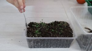 Как посадить ГОДЕЦИЮ на рассаду